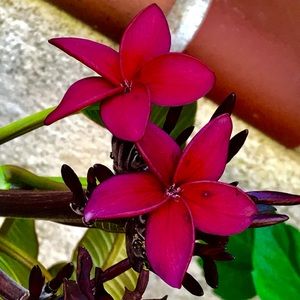 Meet your Posher, Glenda